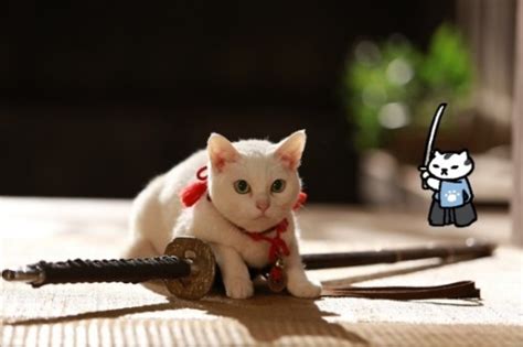 ️ Neko Atsume ️ Slytherinlynx Real Neko Atsume Cats I Know
