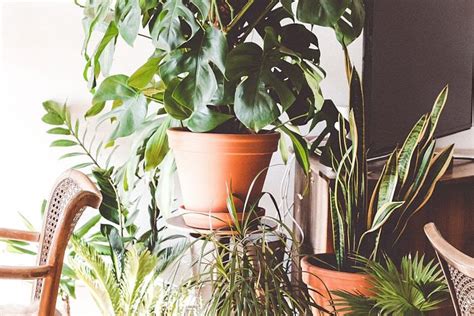 5 Unkillable Houseplants For All — The Houseplant And Urban Jungle Blog