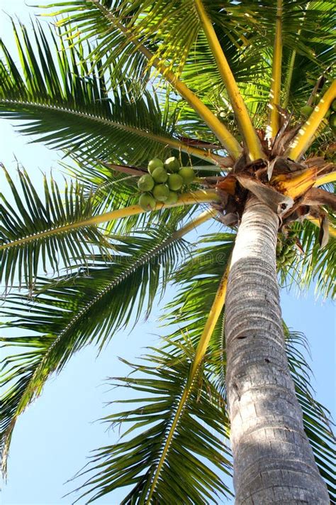 Coconut Palms Stock Image Image Of Beak Parrot Feathers 64669619