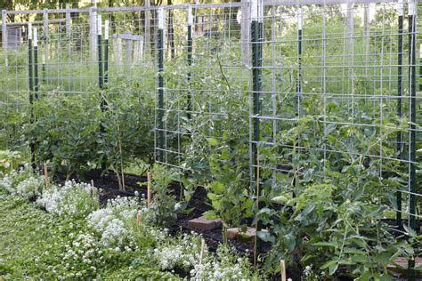 Tomato Trellising A Summer To Experiment — Seed To Fork Meg Cowden