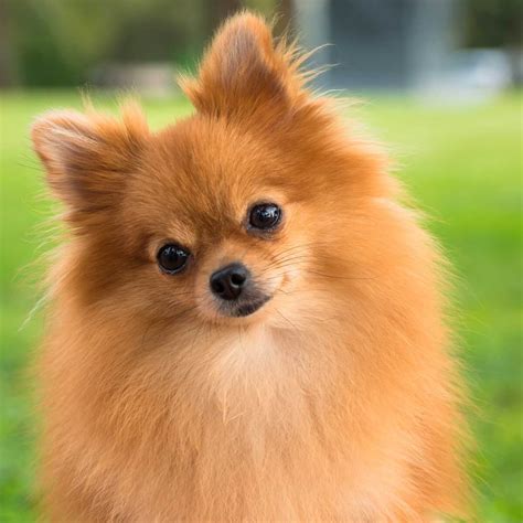 Pomeranian Dog Breed Pom Puppy Facts Dog Dwell