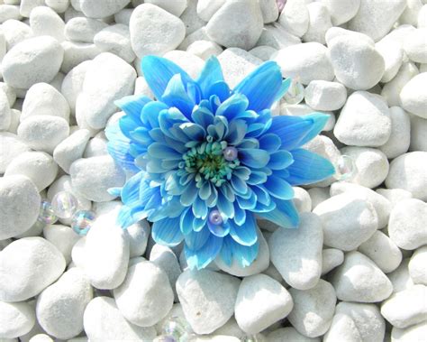 HD Blue Flower Wallpapers.