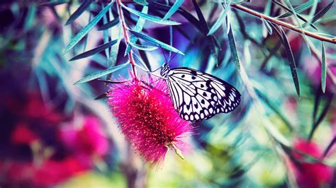 Beautiful Butterfly 5k Nature Wallpaper Hd Wallpapers