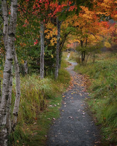 Pathway Through Autumns Colors Photograph By Darylann Leonard