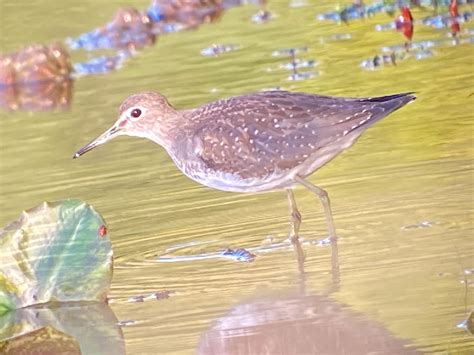 ebird checklist 6 oct 2022 walker avenue wetlands 29 species 1 other taxa