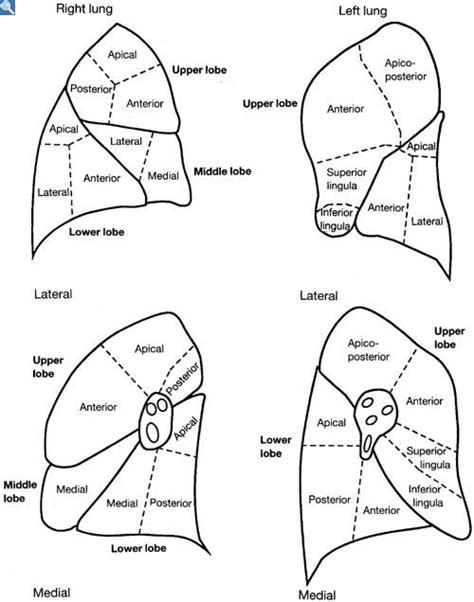 Lung Segments Nuclear Medicine Medical Mnemonics Medical Anatomy