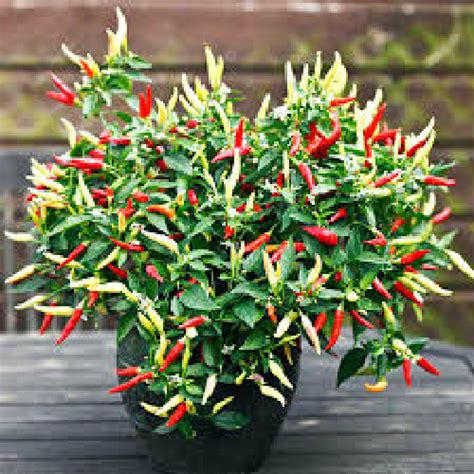 3 X Basket Of Fire Hot Chilli Pepper Plug Plants Viridis Hortus