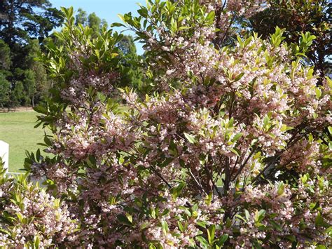 Try This One Elaeocarpus Reticulatus Blueberry Ash Tambo Bluff