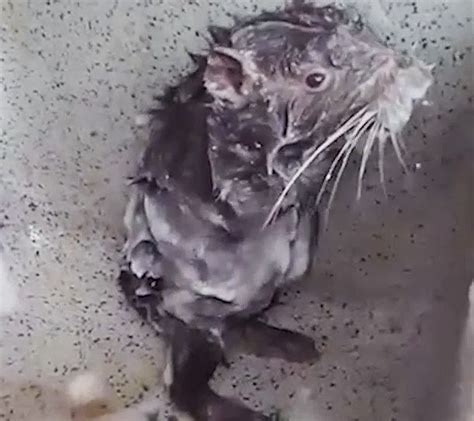 Viral Video Of Shower Rat Is Actually A Pacarana