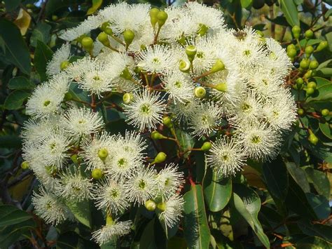 Whether you want to experience the city like a tourist or follow the locals, check out this great resource for your trip. Kings Park, Perth | Kings park, Flowers