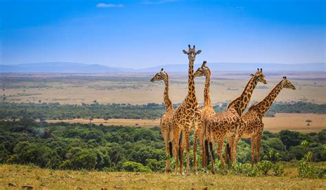 Days Masai Mara Lake Nakuru Safari Grand Voyage Travel Agency