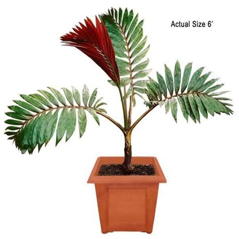 Flame Thrower Palm Tree Red Feather Palm Chambeyronia Macrocarpa