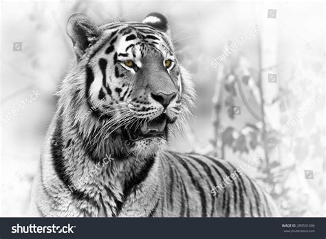 Siberian Tiger Portrait Black And White Stock Photo