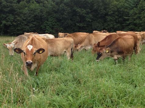 » Countdown to the VT Grazing & Livestock Conference! : VT Pasture ...
