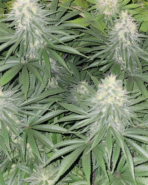 White Widow By Crop King Seeds Cannabis Strain Reviews Coco For