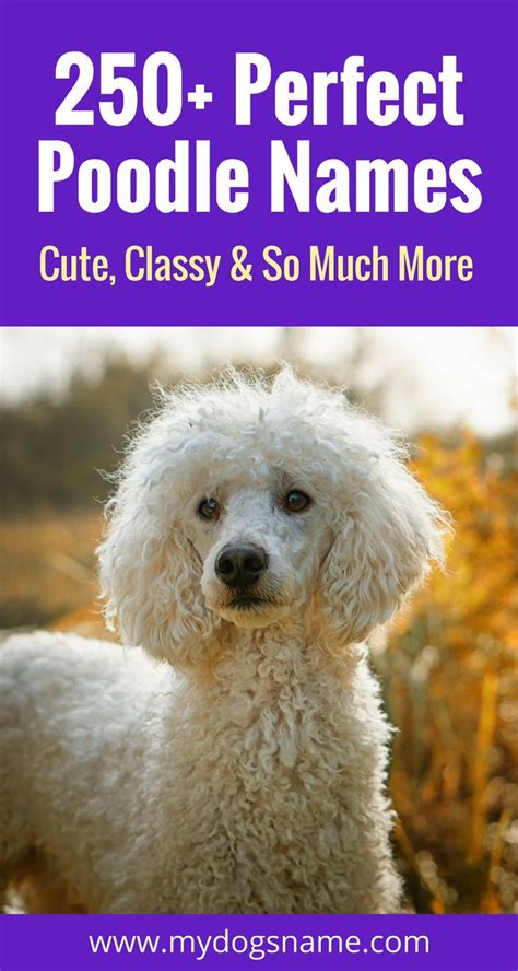 250 Poodle Names Cute Classy And More My Dogs Name Girl Dog