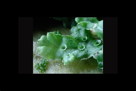 Is often treated as a complex of three subspecies which together has a cosmopolitan distribution, although introduced in some parts of the southern hemisphere (paton, 1999). UK scientist part of group that sequenced first liverwort ...