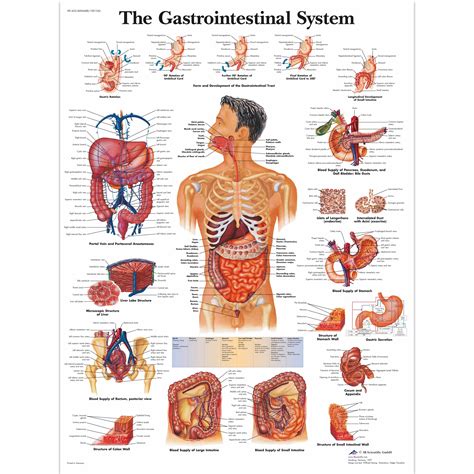 There are 43 male anatomy chart for sale on etsy, and they cost nz$105.71 on average. The Gastrointestinal System Chart - Laminated 1001542 | 3B ...