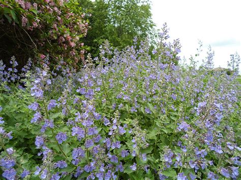 What Remains Now » 2013 » June