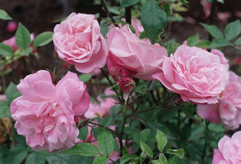 16 Popular Types Of Roses To Beautify Your Garden Hybrid Tea Roses