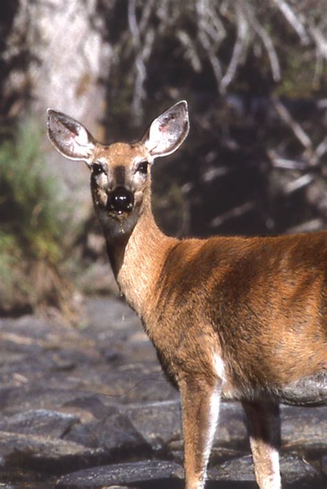 Identifying Types Of Deer