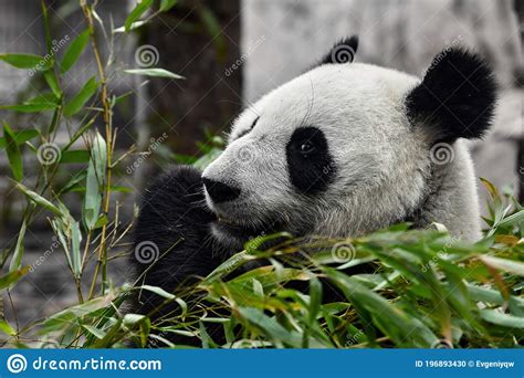 Cute Panda Eating Bamboo Stems At Zoo Giant Panda Eats The Green