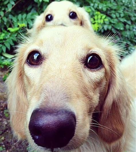 11 Pics Of Dogs With Their Cute Little Puppies Reckon Talk