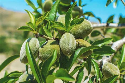 Growing Almonds Best Varieties Planting Guide Care Problems And Harvest