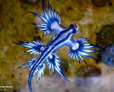 Nudibranch Deep Sea Creatures Sea Slug Weird Sea Creatures