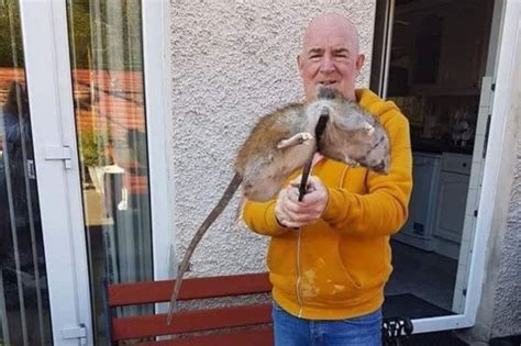 Horrifying Pics Show Biggest Ever Super Rats Caught On Camera In
