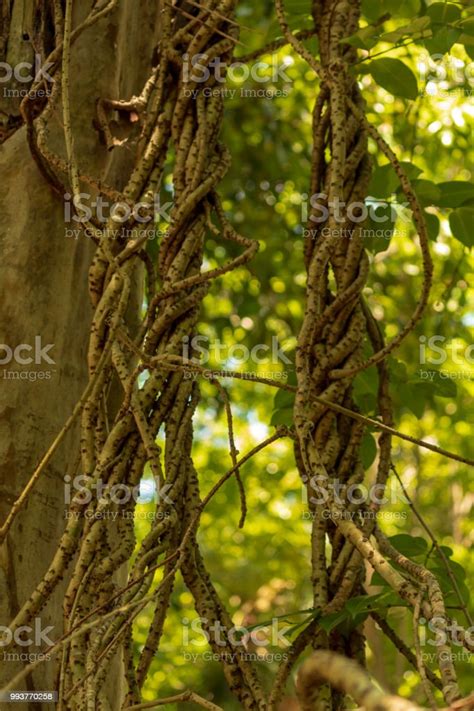 Intertwined Jungle Vines Stock Photo Download Image Now Branch