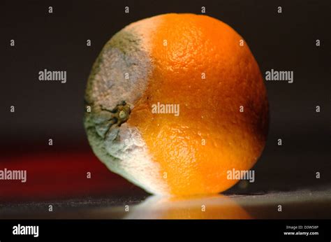 Rotten Orange In A Still Life Stock Photo Alamy
