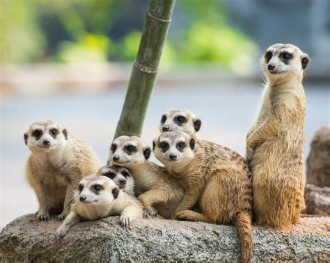 Where To See Meerkats In Africa Afktravel