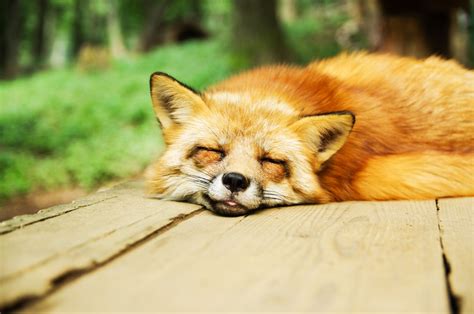 Free Images Animal Cute Sleeping Fauna Red Fox Whiskers