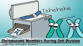 See more of genetic drift on facebook. Chromosome Numbers Recap Answer Key by The Amoeba Sisters ...