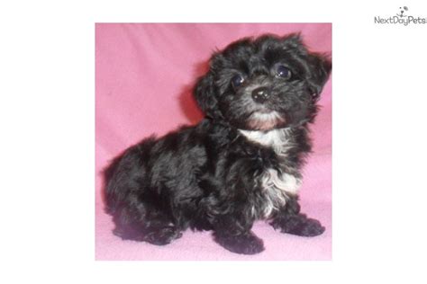 Lancaster puppies advertises puppies for sale in pa, as well as ohio, indiana, new york and other states. Yorkiepoo - Yorkie Poo puppy for sale near Akron / Canton ...