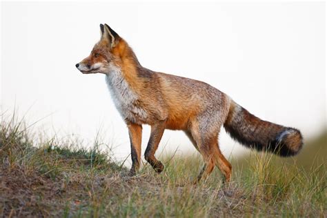 Fox Symbolism And Fox Spirit Animal Wild Gratitude