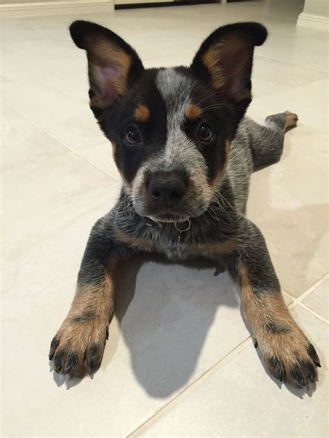 Jake The Blue Heeler Cute Dogs And Puppies Baby Dogs I Love Dogs