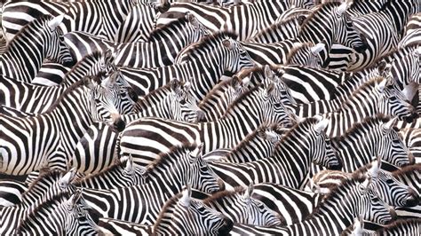 The Origin Of The Zebra No Two Net Cancer Patients Are The Same