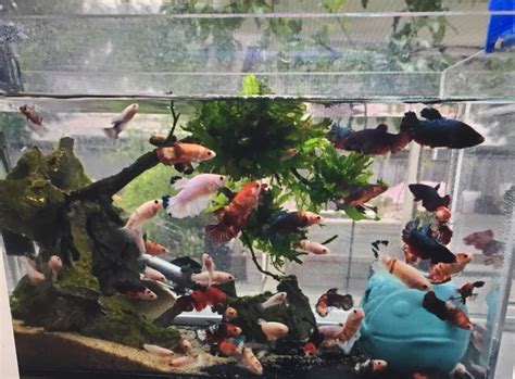 Craigslist is a goldmine for all the wrong reasons : r/shittyaquariums