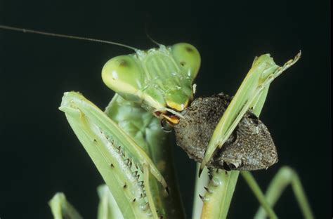 Praying Mantis Predator Disguise Hqcd Au