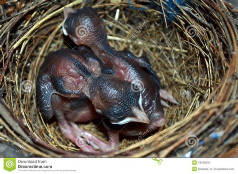 Baby Birds In The Nest Royalty Free Stock Photography Cartoondealer