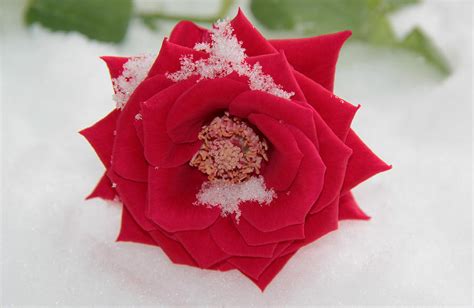 Snow Rose Photograph By Sergey Lukashin Fine Art America