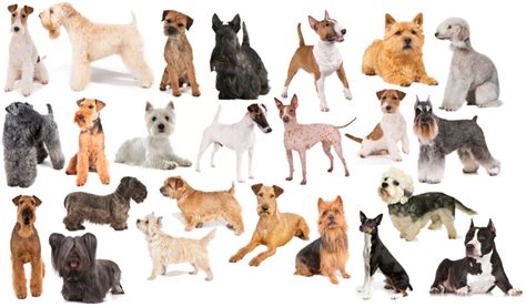 Terrier Group Dog Breeds Quiz By Palmtree