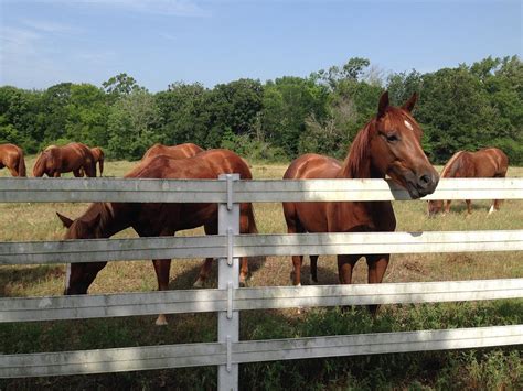 Choosing The Right Fencing For Your Horse Savvy Horsewoman