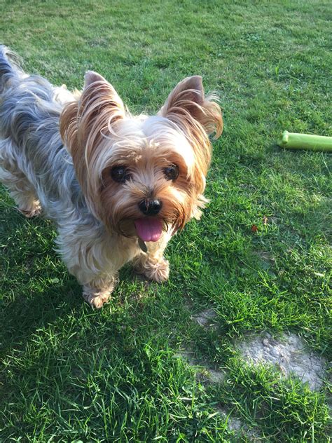 Pin By S W On My Lovely Yorkies Cute Puppies Yorkie Silky Terrier