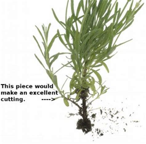 Make sure the cuttings will have at least 2 in (5.1 cm) of space around them in the pot. LAVENDER CUTTINGS - Propagating Lavender From Cuttings