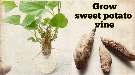 How To Grow Sweet Potato Vine In Water