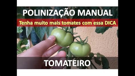 Como Fazer A Polinização Manual Do Tomateiro Inicio Meio E Fim