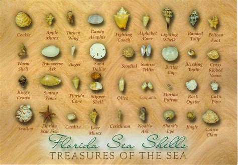 Florida Types Of Sea Shell Postcard Avilable A Photo
